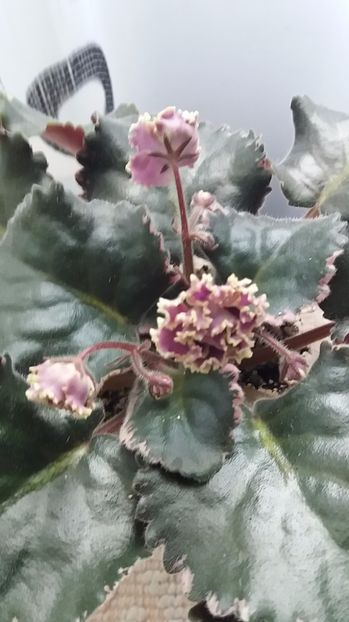 1 iulie - ZZ LE Pariszkije Tainy