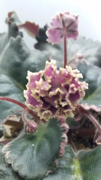 1 iulie (16) - ZZ LE Pariszkije Tainy