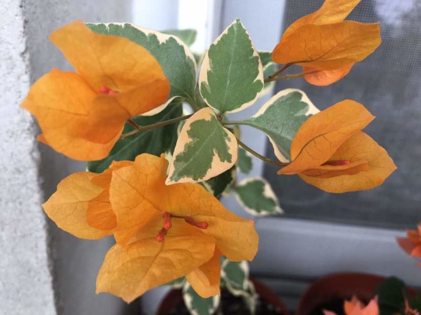 received_1418992978140051 - bouga New Dawn