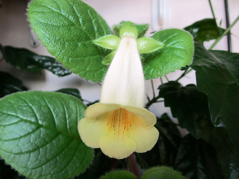 Conspicua(1-07-2017) - Sinningii 2017