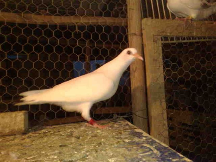 159-vandut - X-Porumbei vinduti