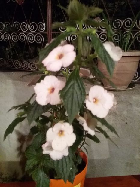  - Achimenes 2017-2018