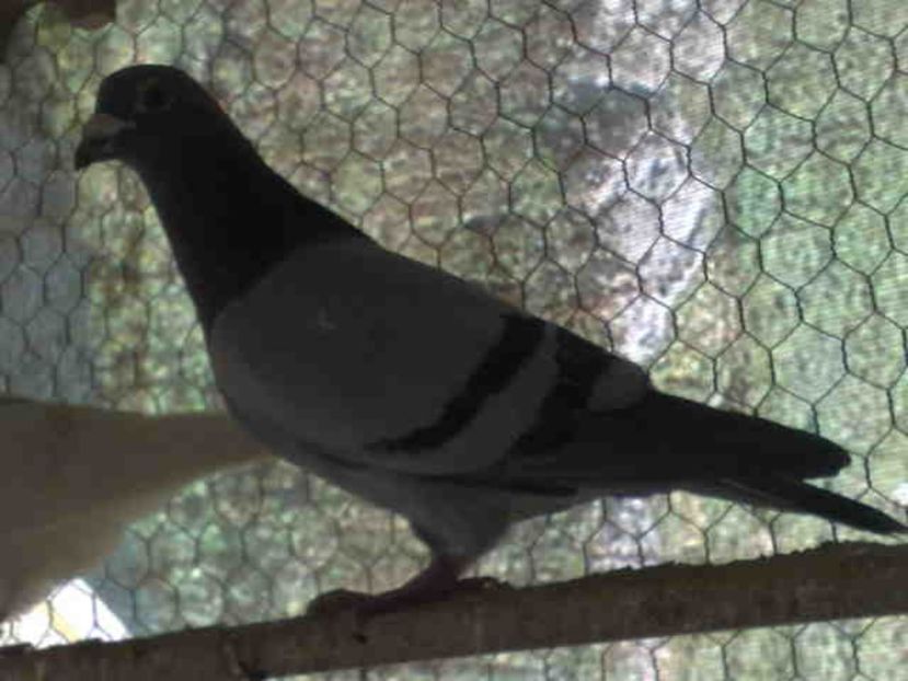 160-mascul - X-Porumbei vinduti