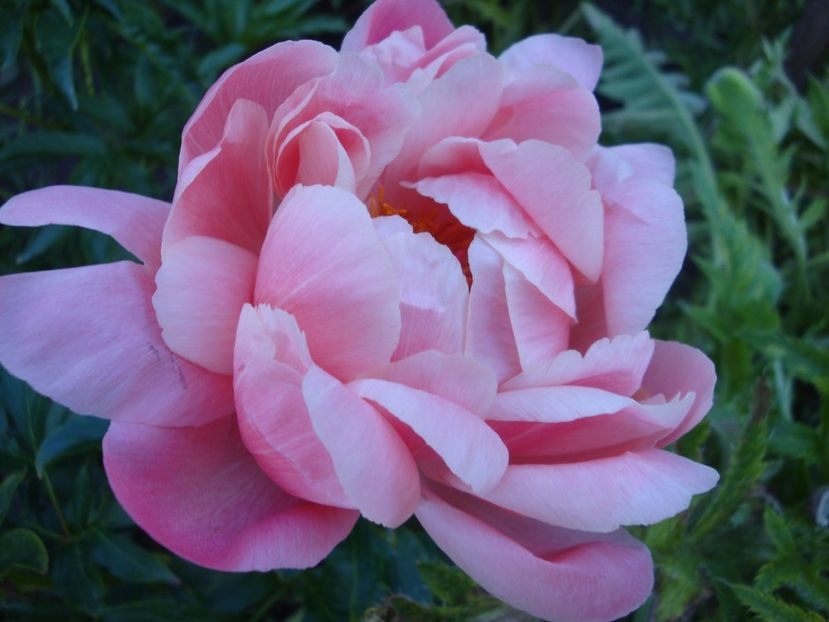  - Bujor Coral Sunset