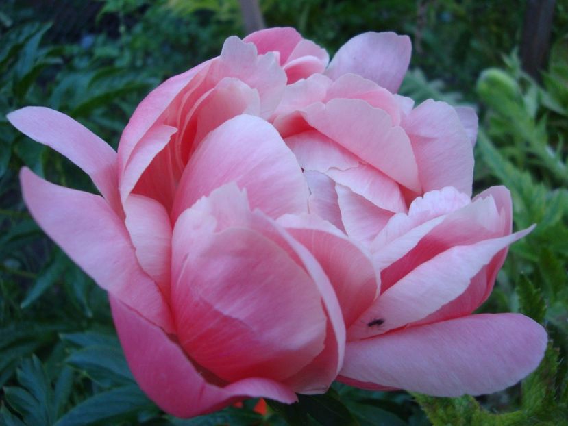  - Bujor Coral Sunset