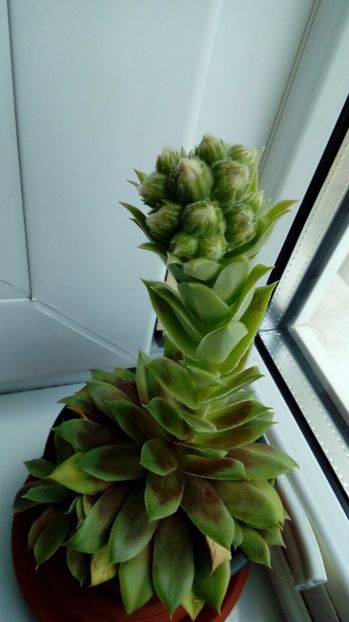  - Cactusi si suculente