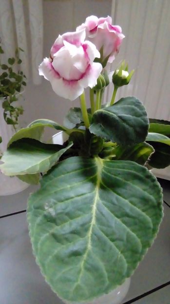  - Gloxinia