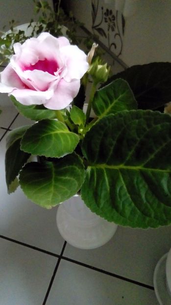  - Gloxinia