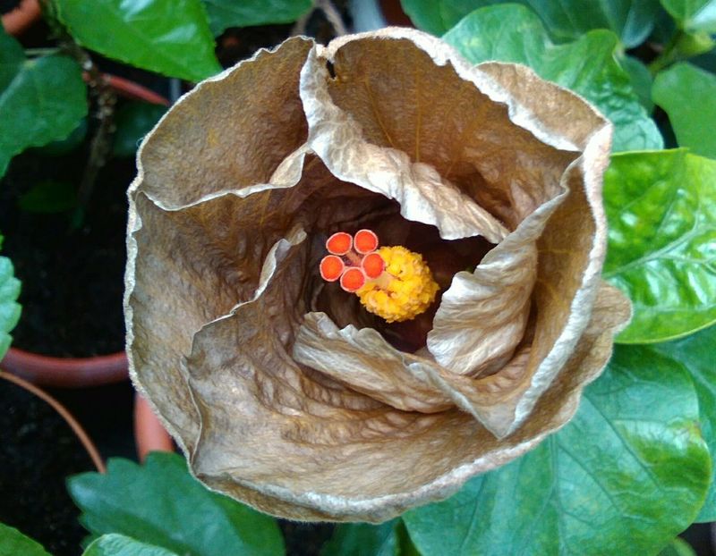  - Hibiscus Wallflower