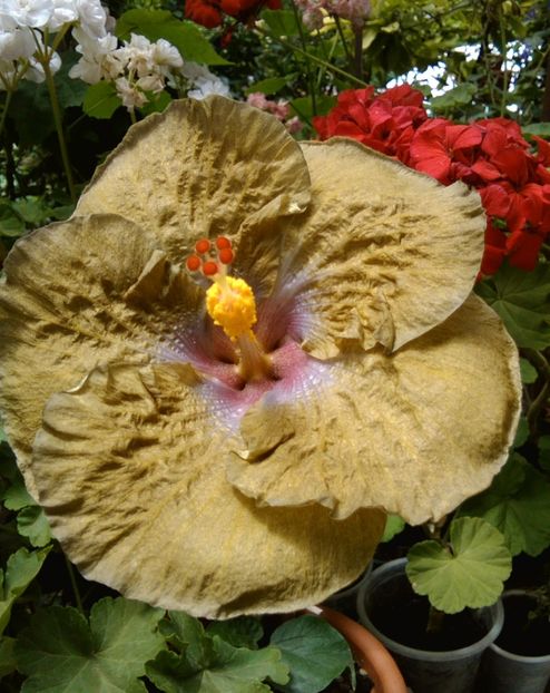  - Hibiscus Wallflower