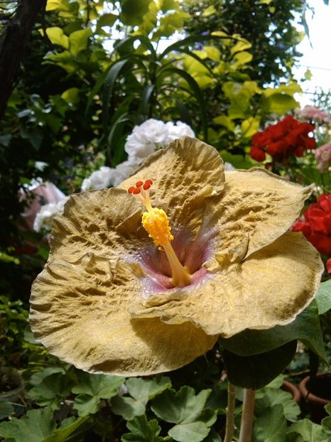  - Hibiscus Wallflower