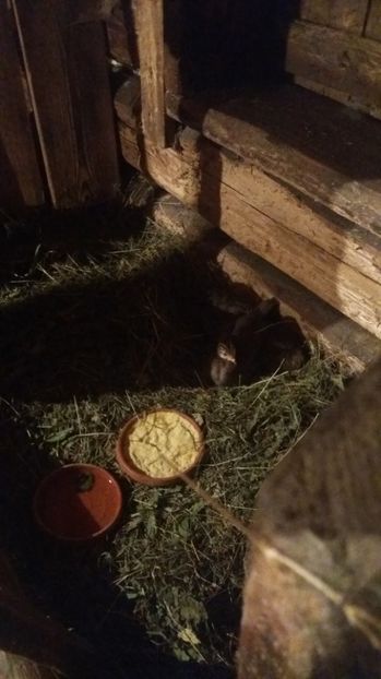 Dormim in iesle , bibiloiul isi pazeste bibilicile pana ce trece pericolul - 05 Arhiva Bibilici - Picheri