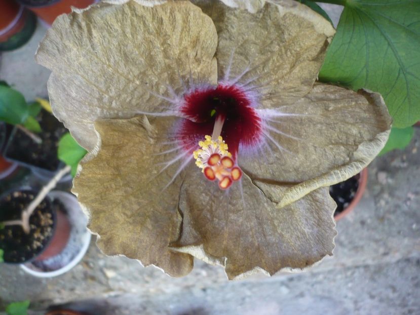 P1330349 - HIBISCUSI 2017-2