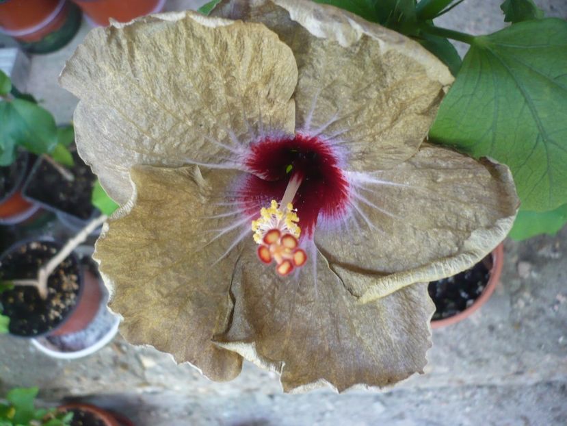 P1330350 - HIBISCUSI 2017-2