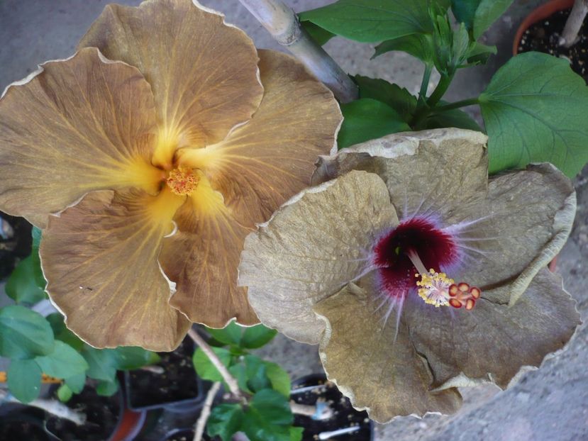 P1330352 - HIBISCUSI 2017-2