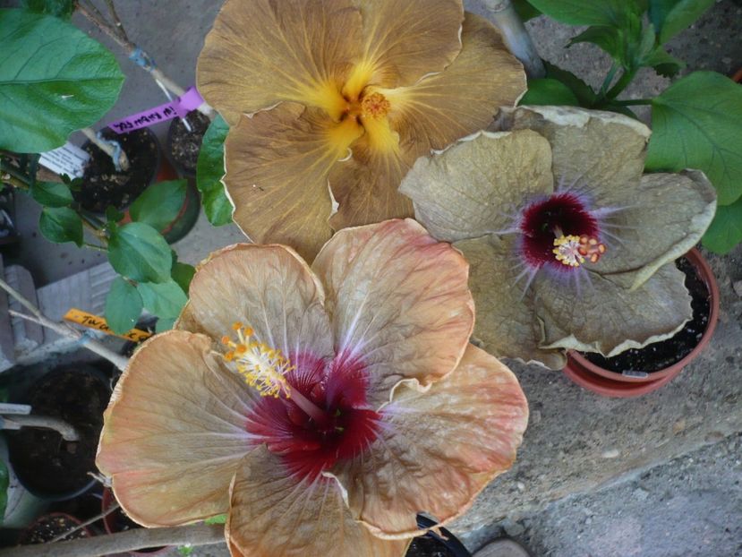 P1330353 - HIBISCUSI 2017-2