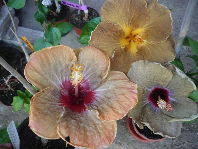 P1330354 - HIBISCUSI 2017-2