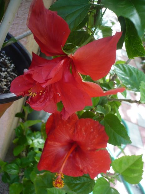 P1330358 - HIBISCUSI 2017-2