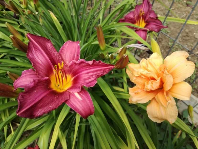  - Crini de tot felul 2017