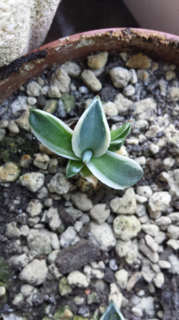 Vandut Agave Aplanata Cream Spike 20 - Vandute