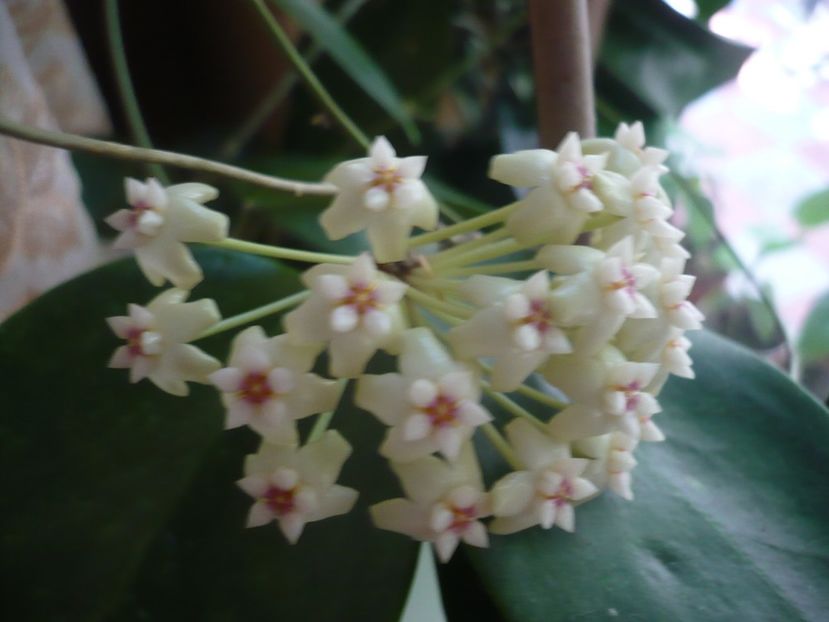 P1330345 - HOYA 2017