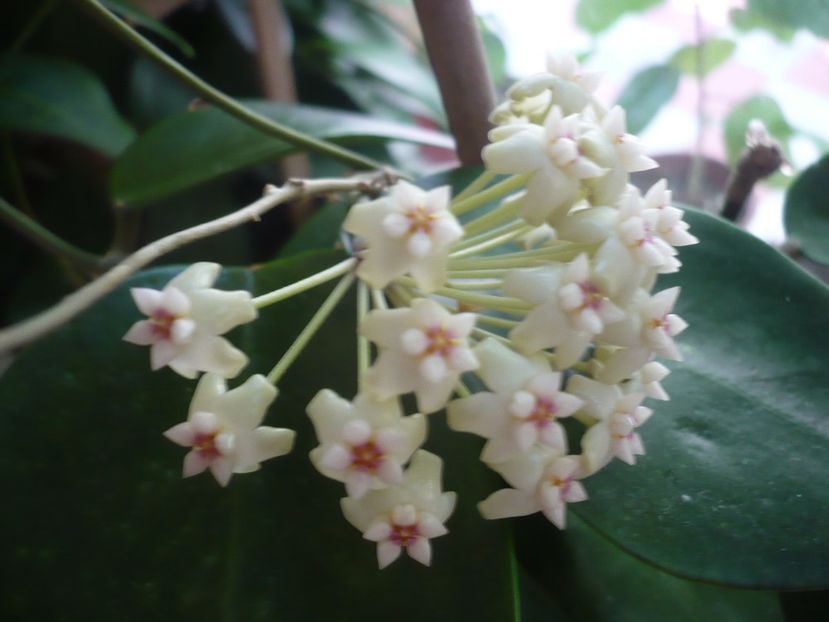 P1330346 - HOYA 2017