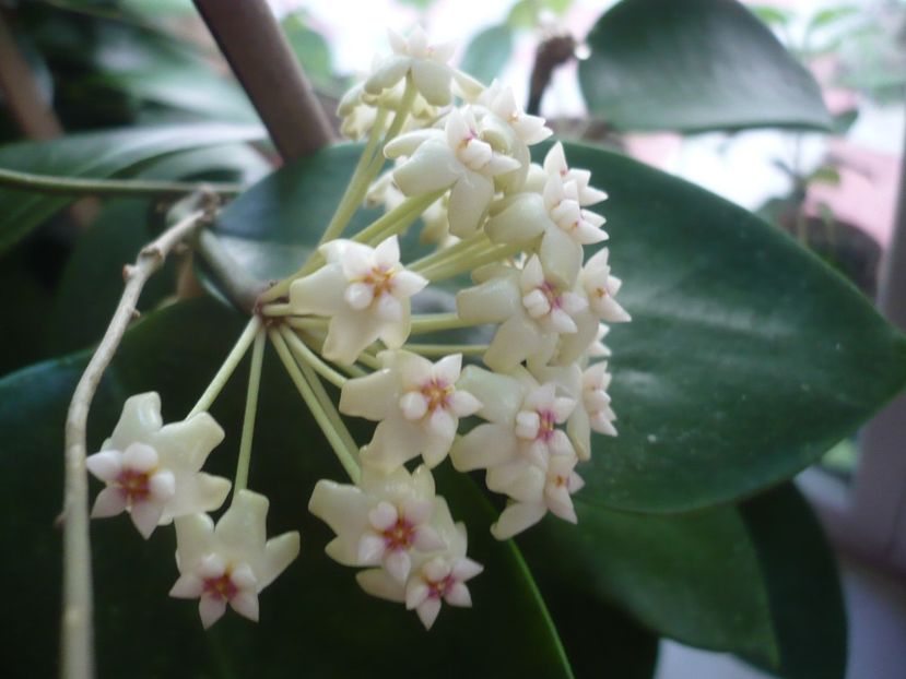 P1330347 - HOYA 2017