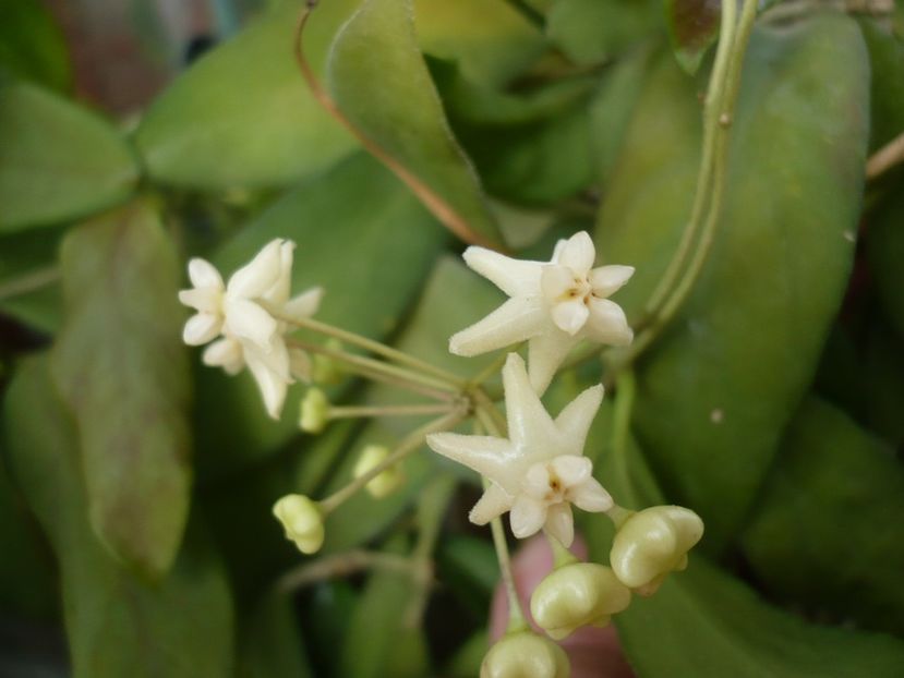 P1330360 - HOYA 2017