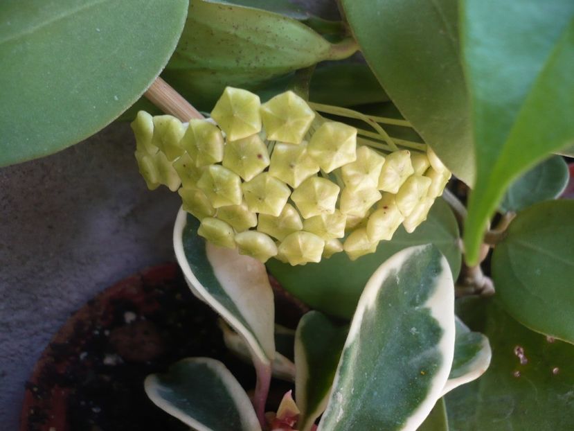 P1330363 - HOYA 2017