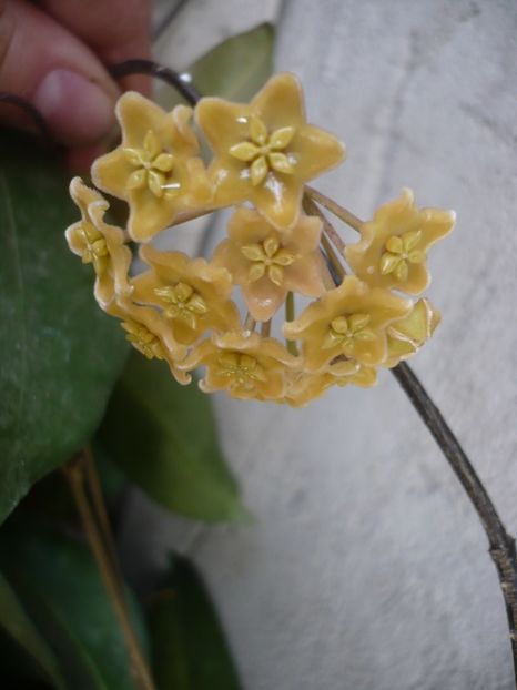 P1330365 - HOYA 2017