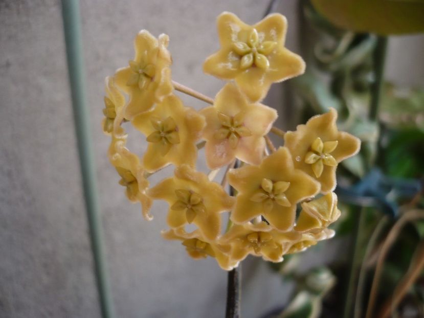 P1330367 - HOYA 2017