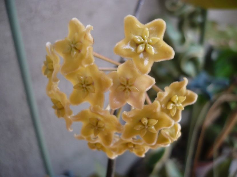 P1330369 - HOYA 2017