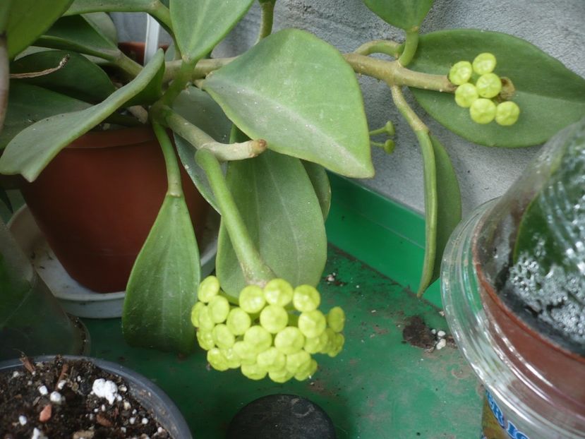 P1330370 - HOYA 2017