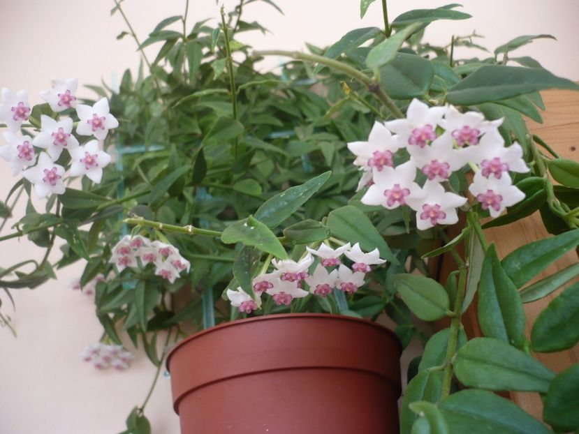 P1330371 - HOYA 2017