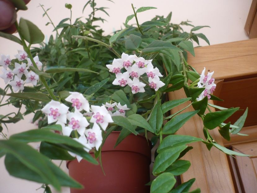 P1330372 - HOYA 2017