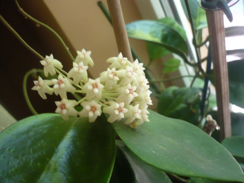 P1330373 - HOYA 2017