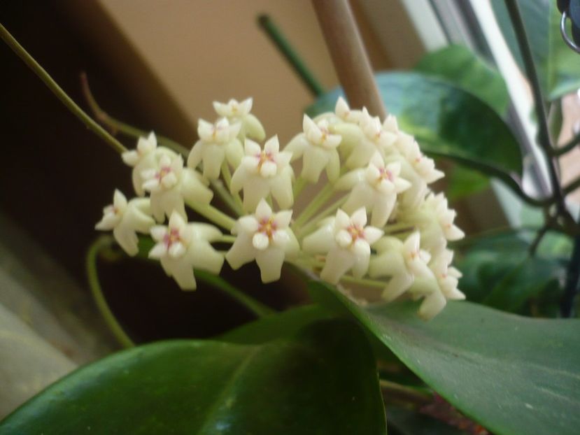 P1330374 - HOYA 2017