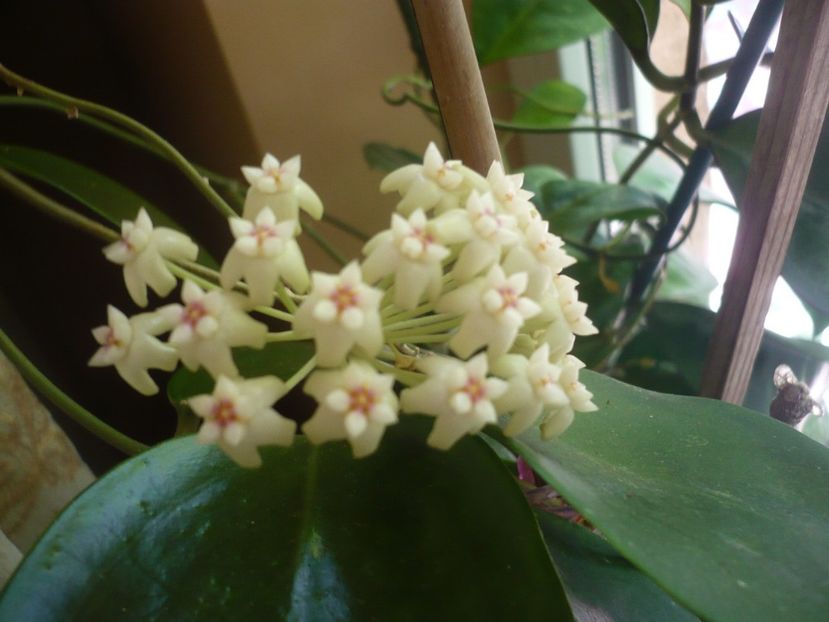 P1330376 - HOYA 2017