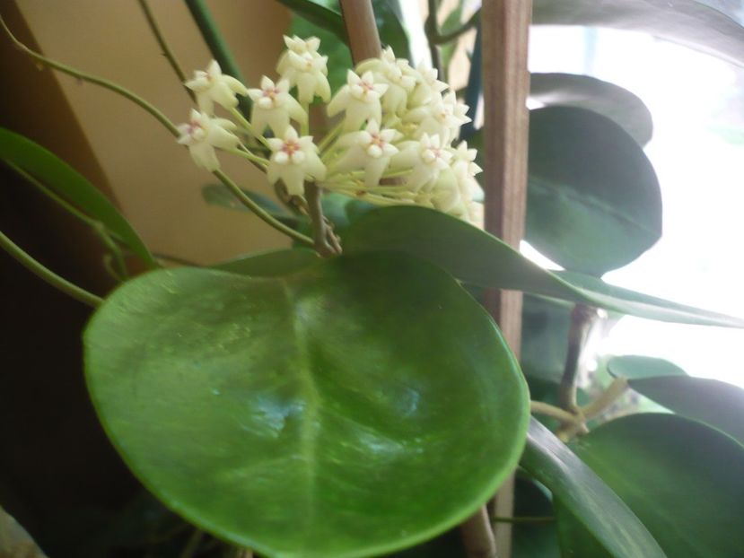 P1330377 - HOYA 2017