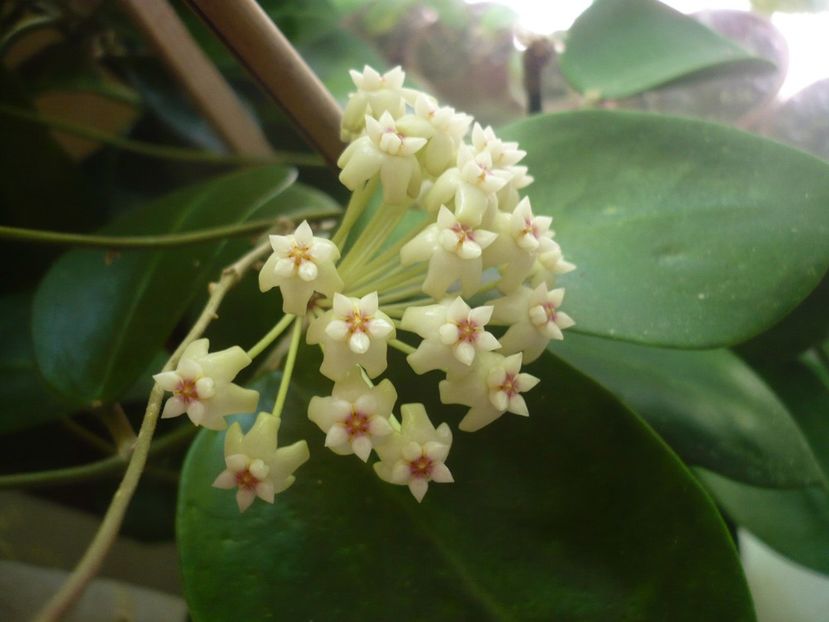 P1330378 - HOYA 2017