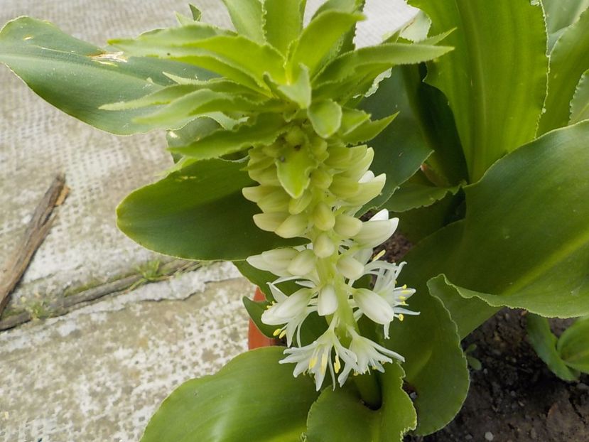  - eucomis