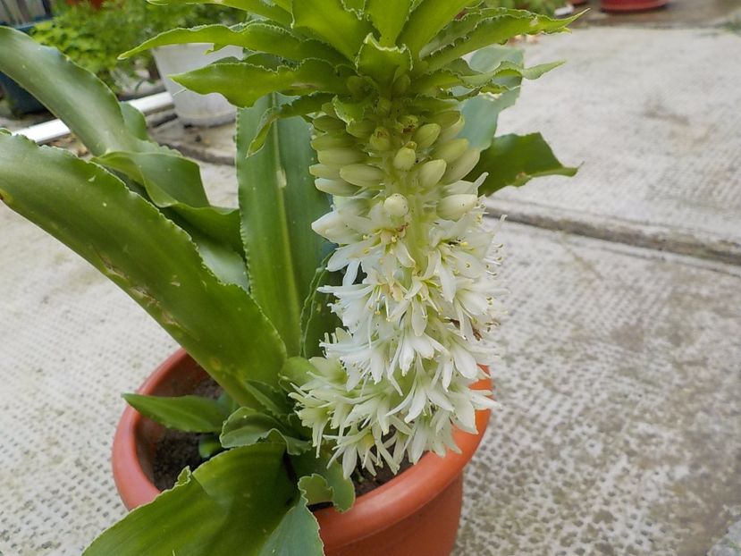  - eucomis