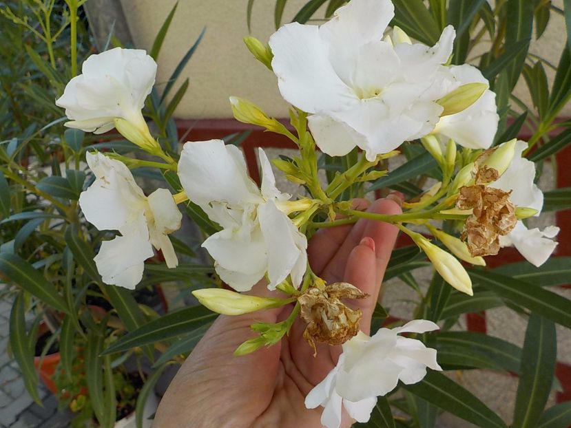  - mont blanc leandru nr 22