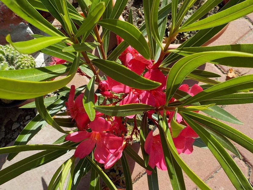  - papa gambeta nr 17