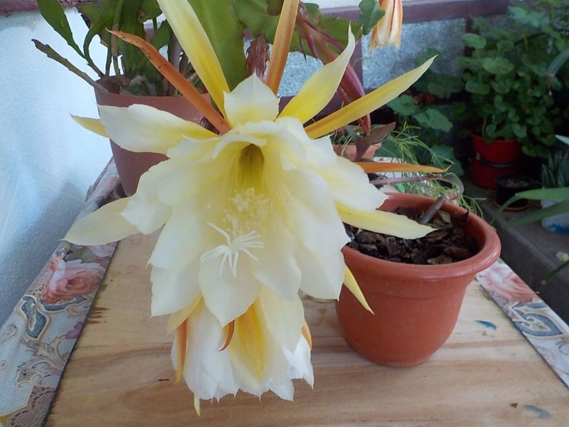  - Genul Epiphyllum