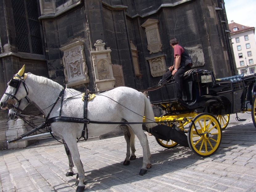  - 2009 PRIMUL OBIECTIV VIENA