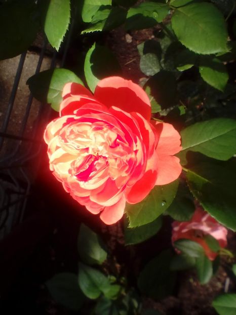 02 07 2017 - Summer Song