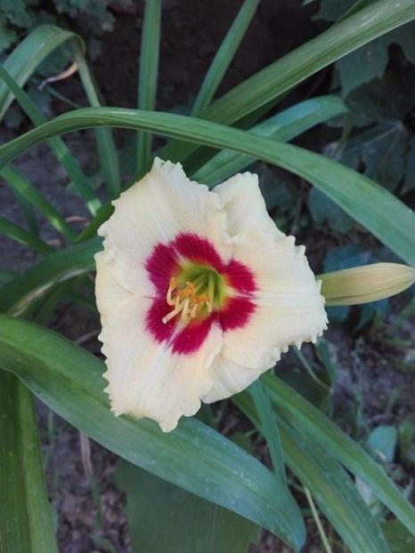  - hemerocallis