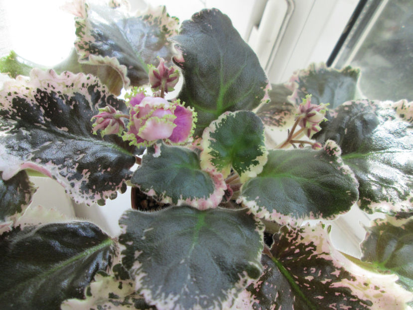  - Wrangler-s Gaudy Lady