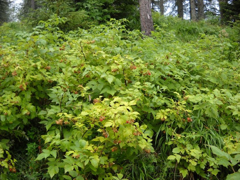  - 2009 AM AJUNS IN ITALIA localitatea LA CA